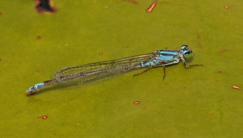 Female
2014_04_06_Wakulla_FL